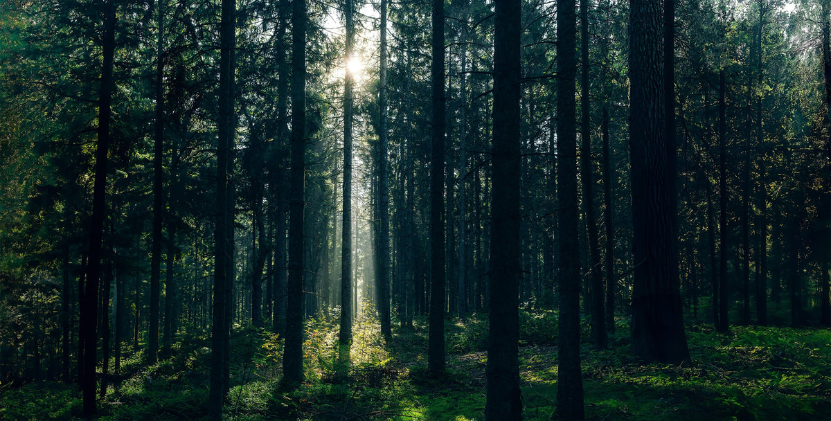 Der Schwarzwald